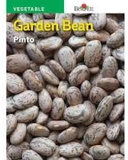 Pinto Bean