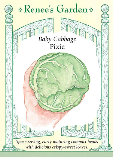 Pixie Baby Cabbage - Image 2