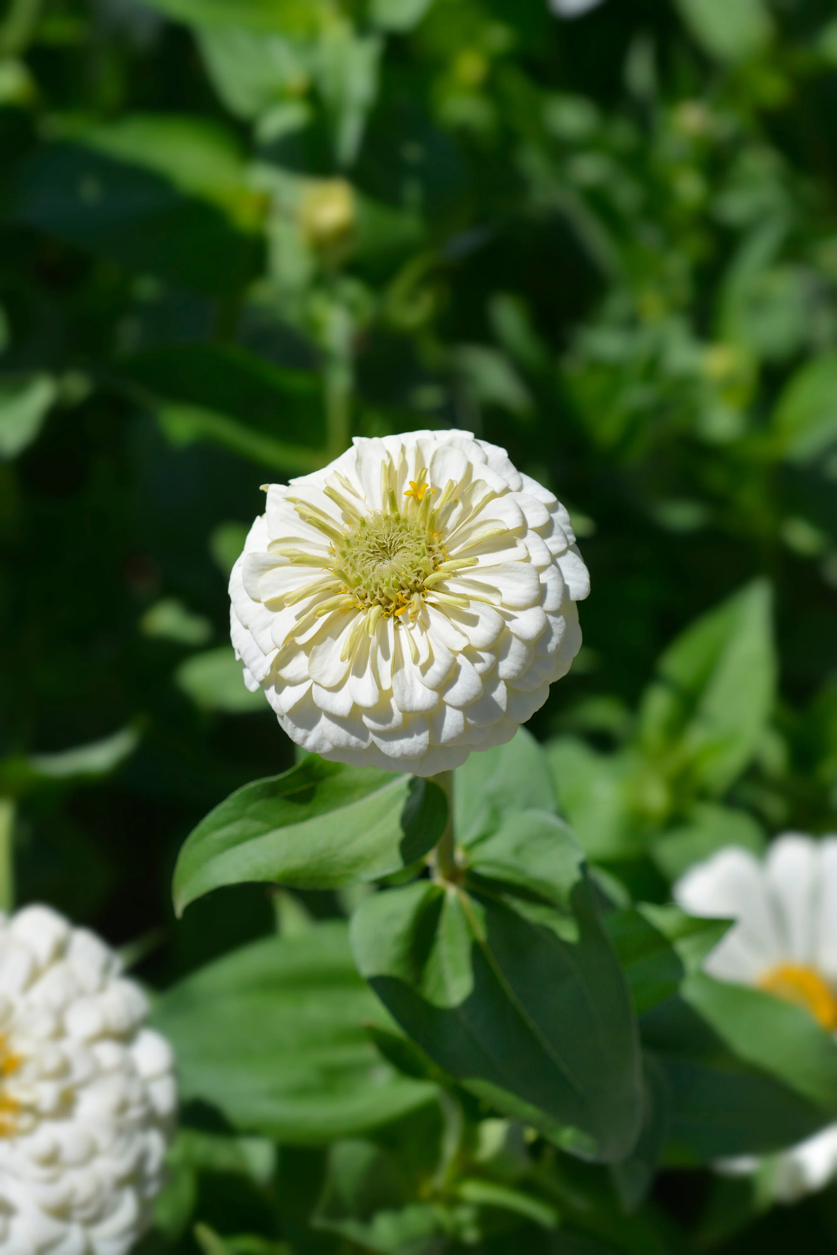 Polar Bear Zinnia Seeds