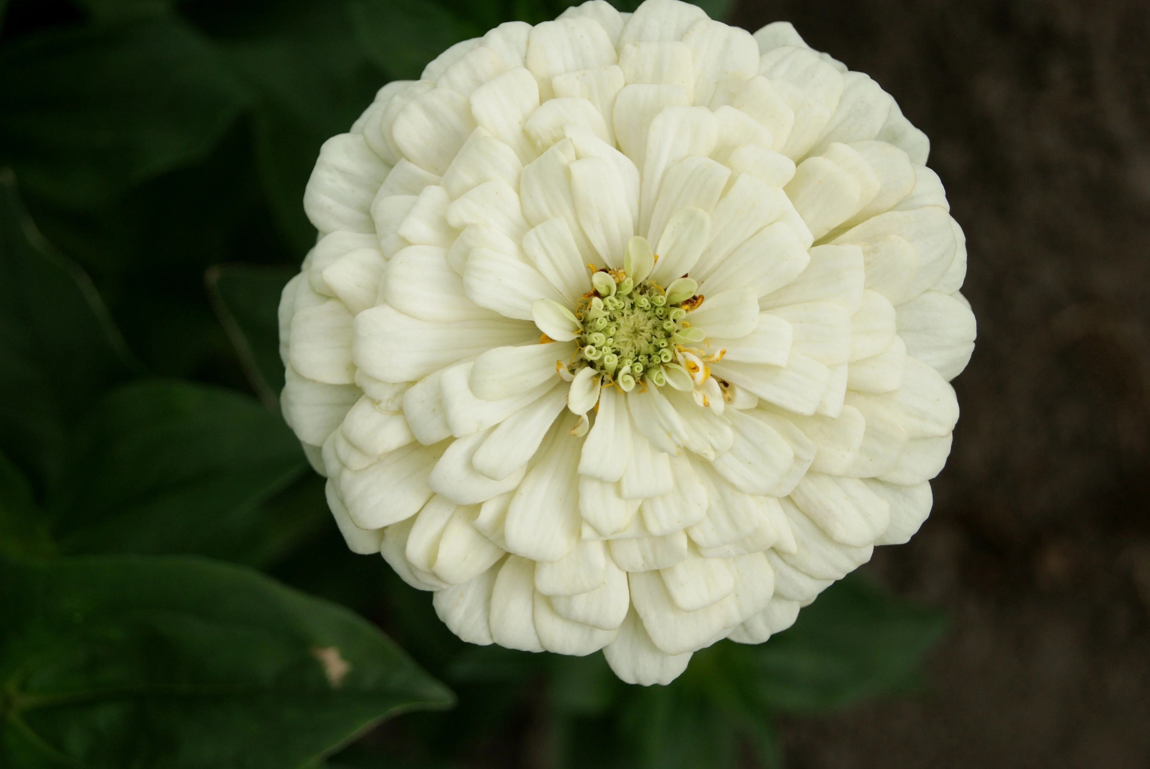 Polar Bear Zinnia Seeds - Image 2
