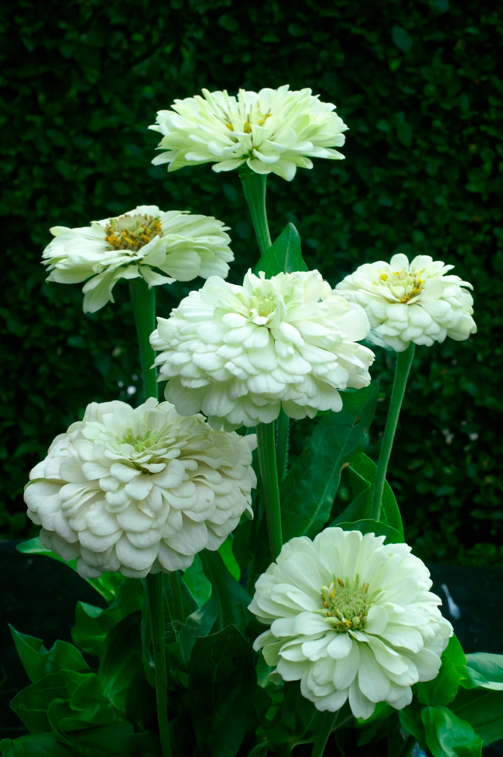 Polar Bear Zinnia Seeds - Image 3