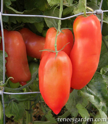 Pompeii Italian Sauce Tomato