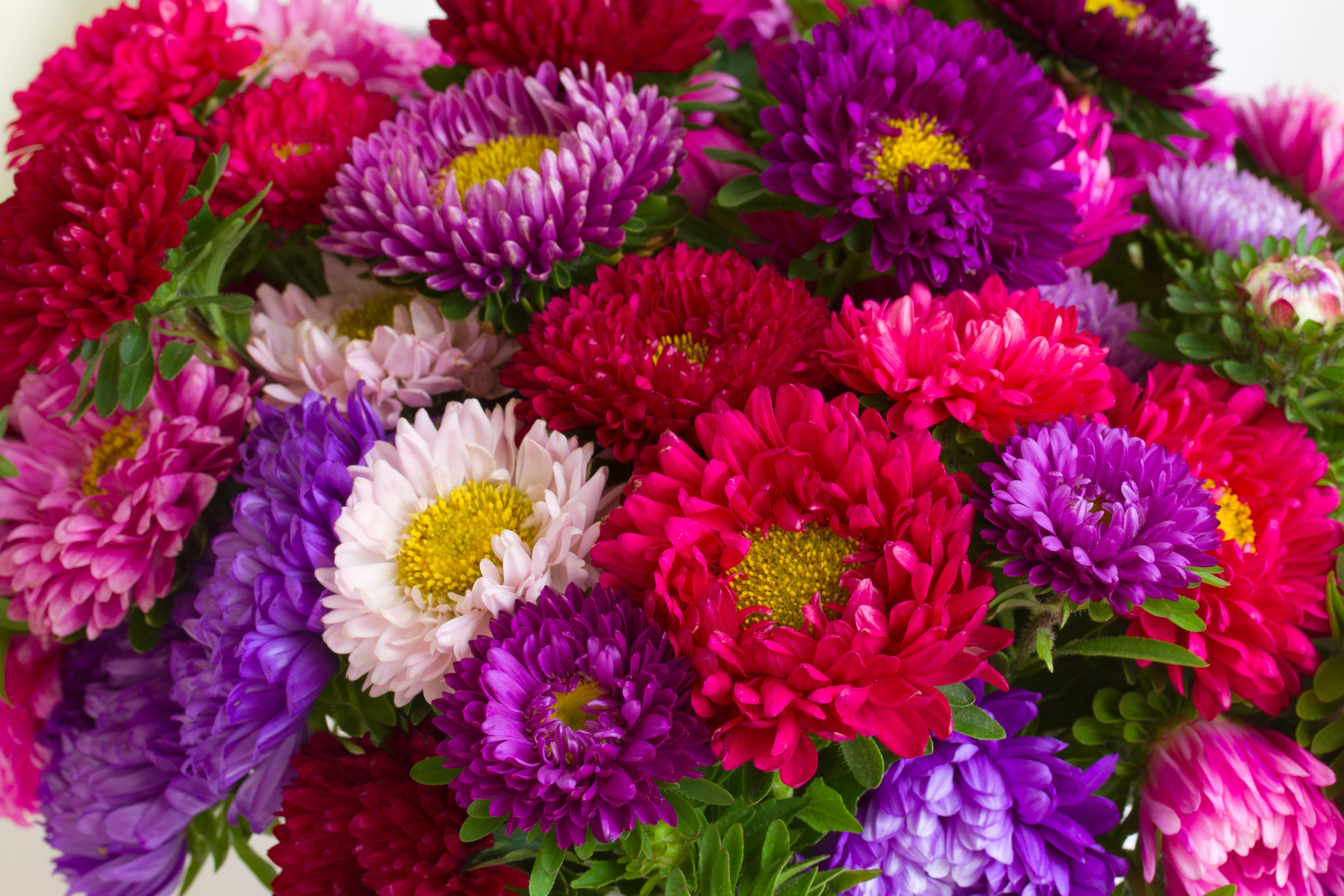 Powderpuff Aster Seeds