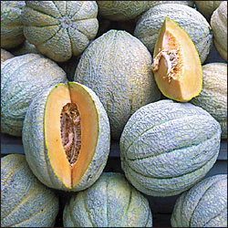 Pride Of Wisconsin Melon