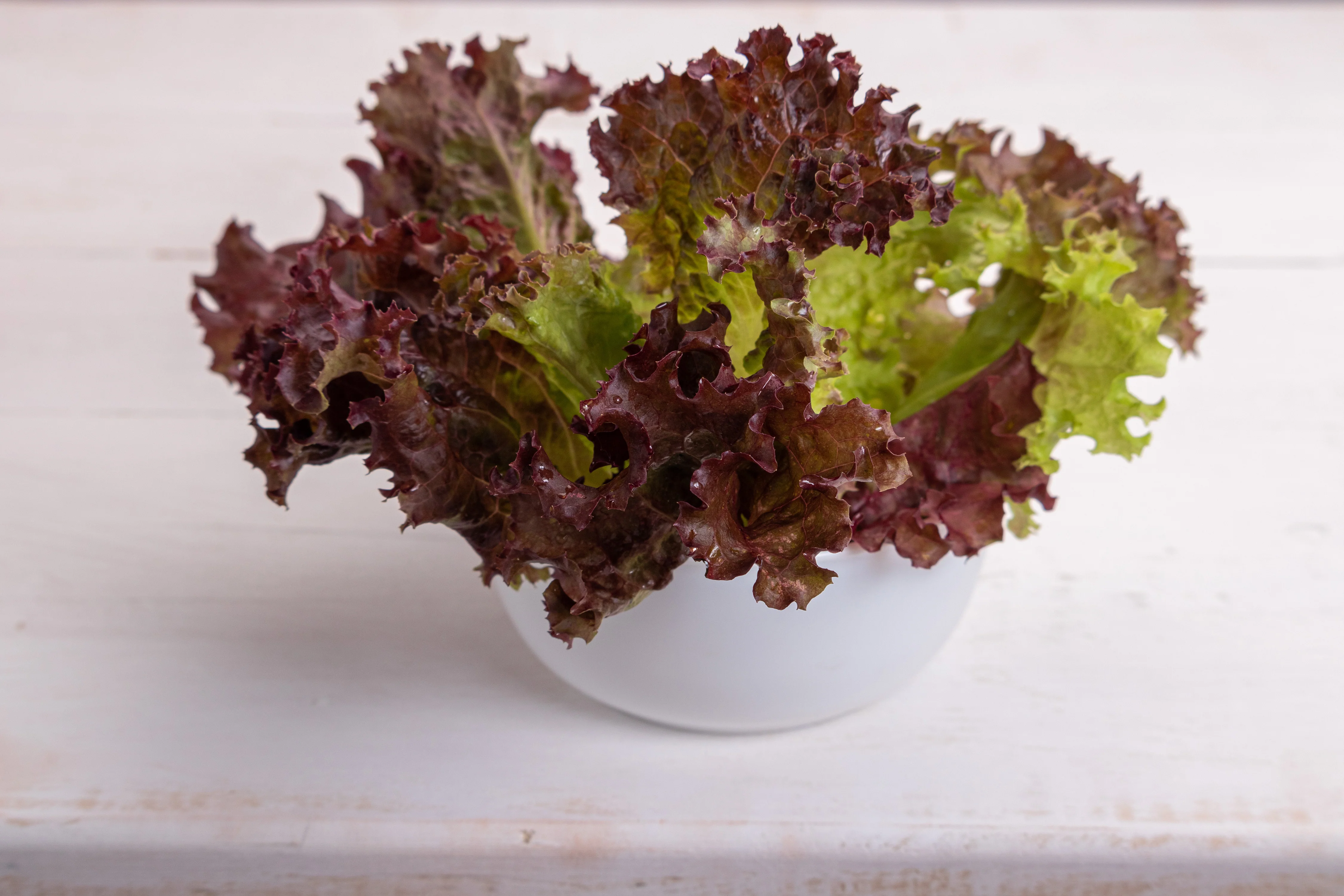 Prizehead Lettuce Seeds