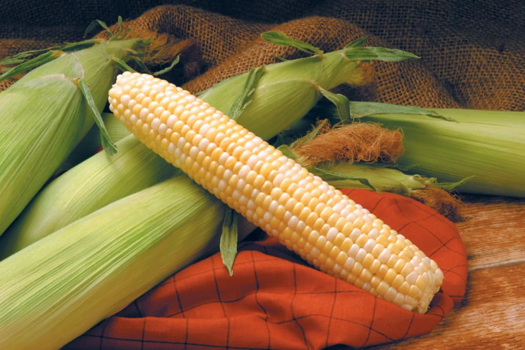 Providence Sweet Corn Seeds