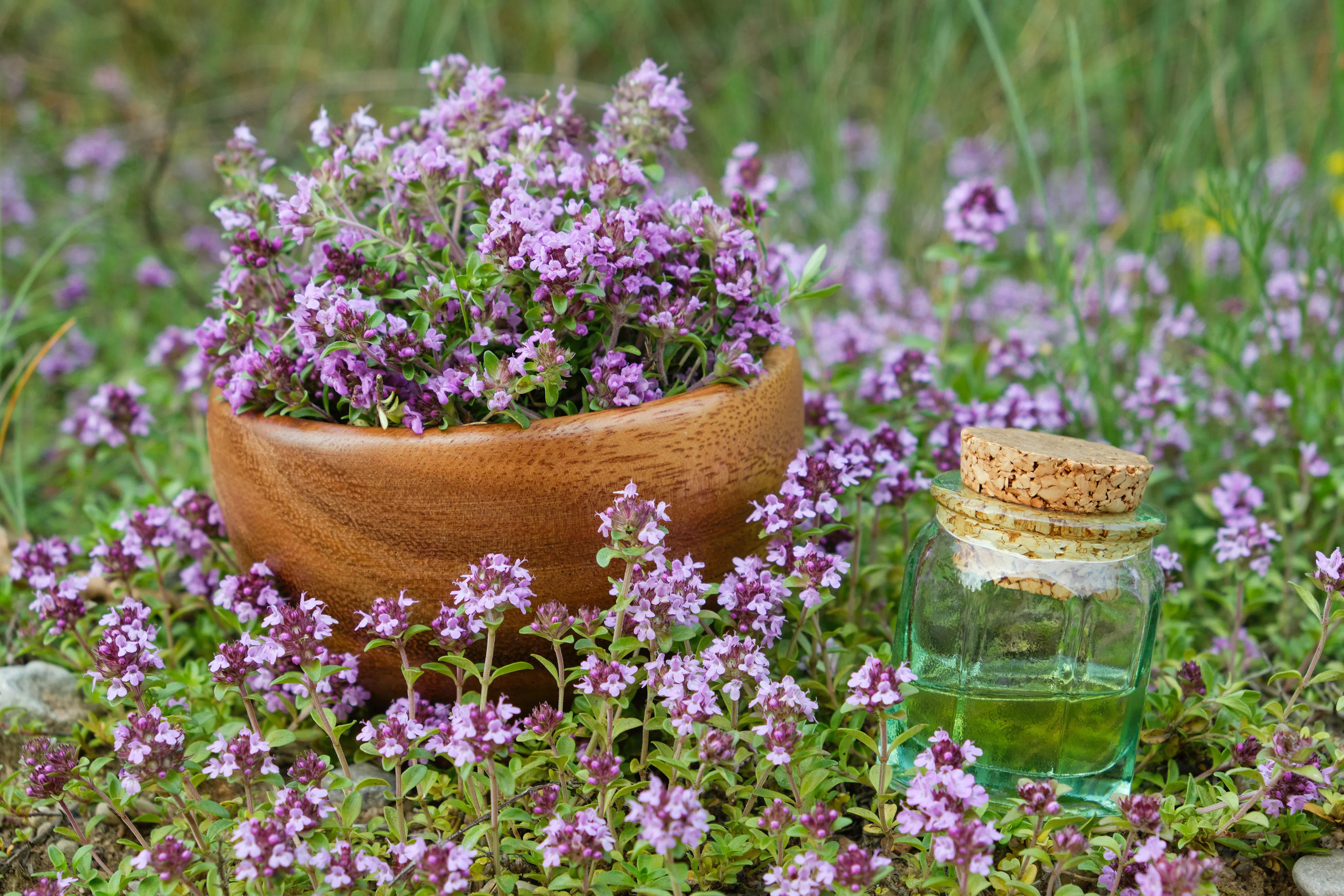 Purple Creeping Thyme Seeds
