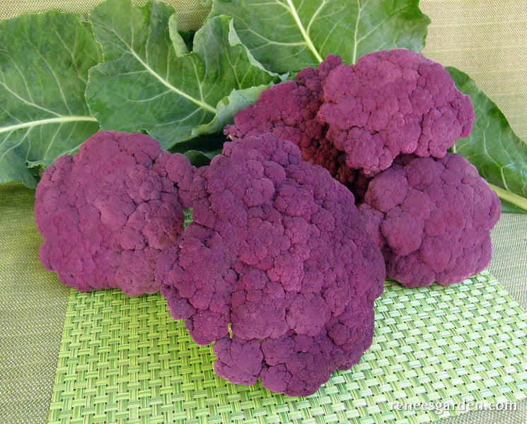 Purple Crush Cauliflower - Image 2