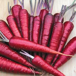 Purple Dragon Carrot