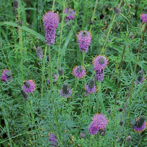 Purple Prairie Clover