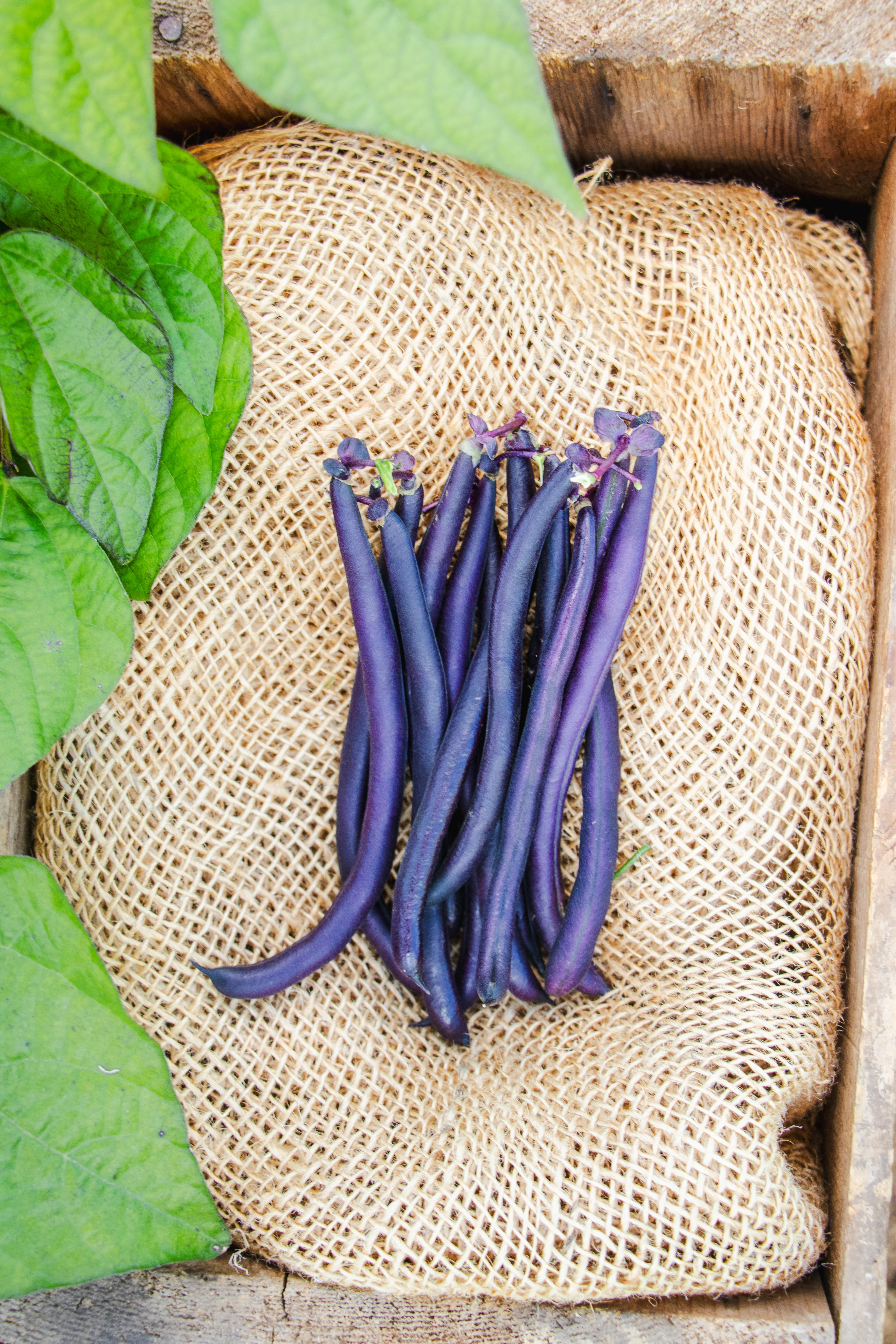 Improved Purple Queen Bean Seeds - Image 2