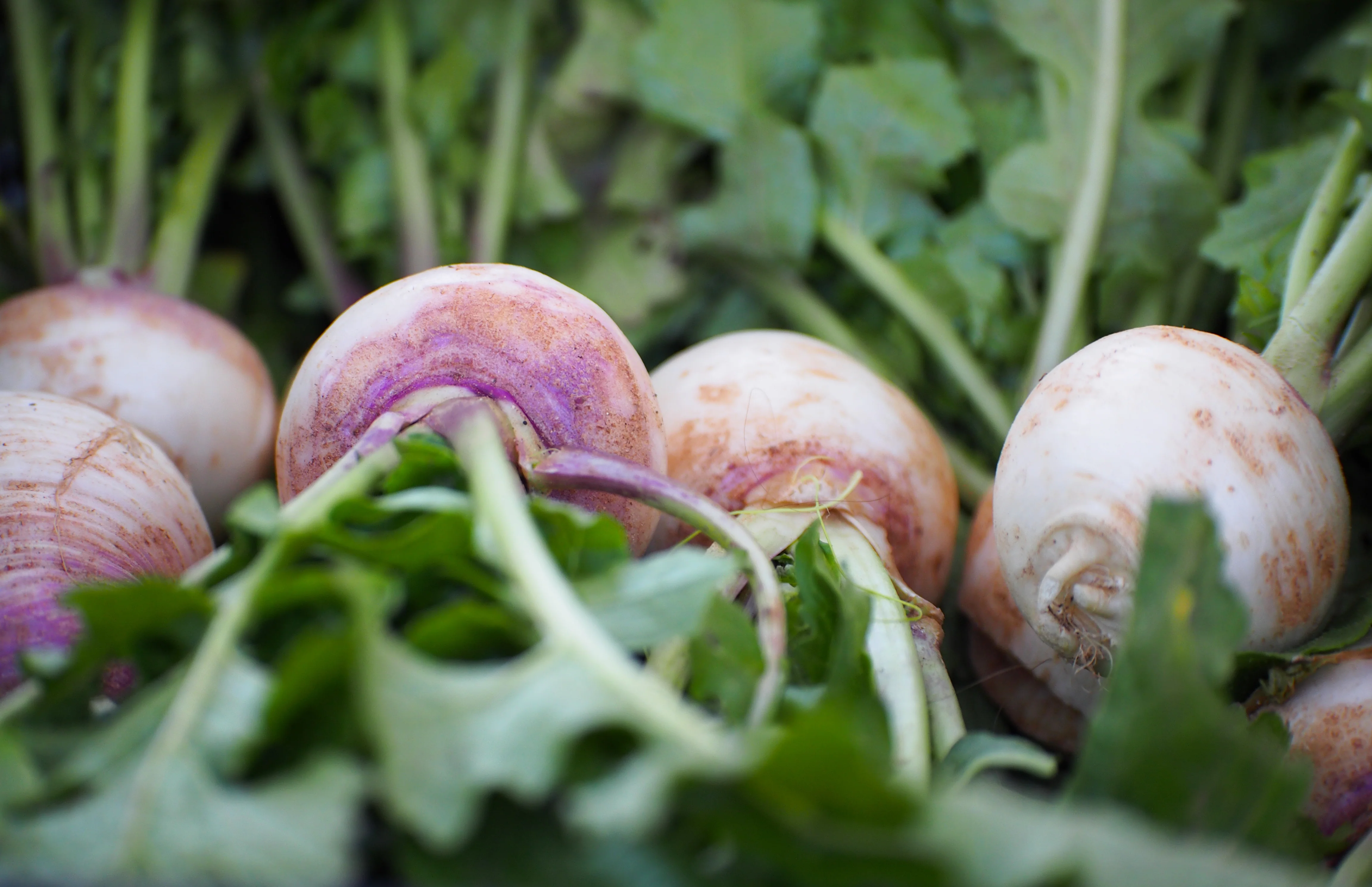 Purple Top White Globe Turnip Seeds