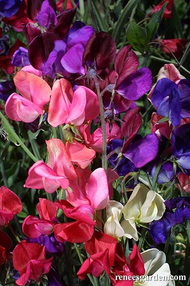Queen Of The Night Sweet Pea