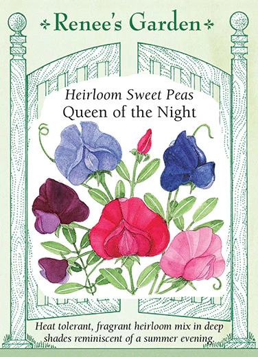 Queen Of The Night Sweet Pea - Image 2