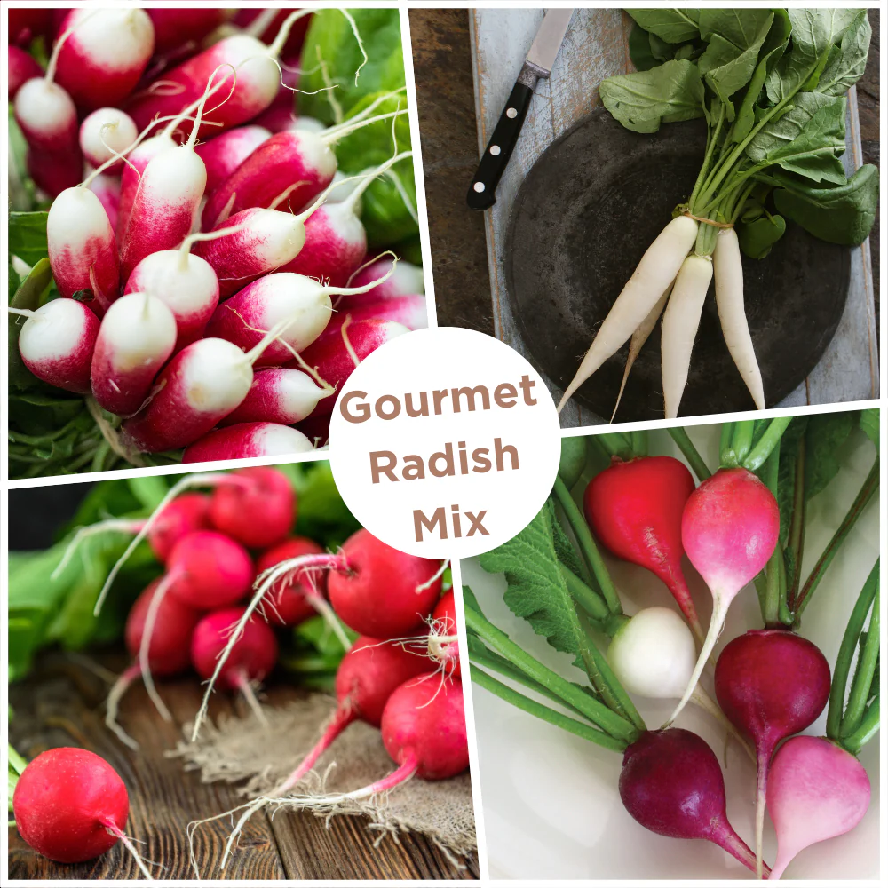 Radish Gourmet Seed Mixture