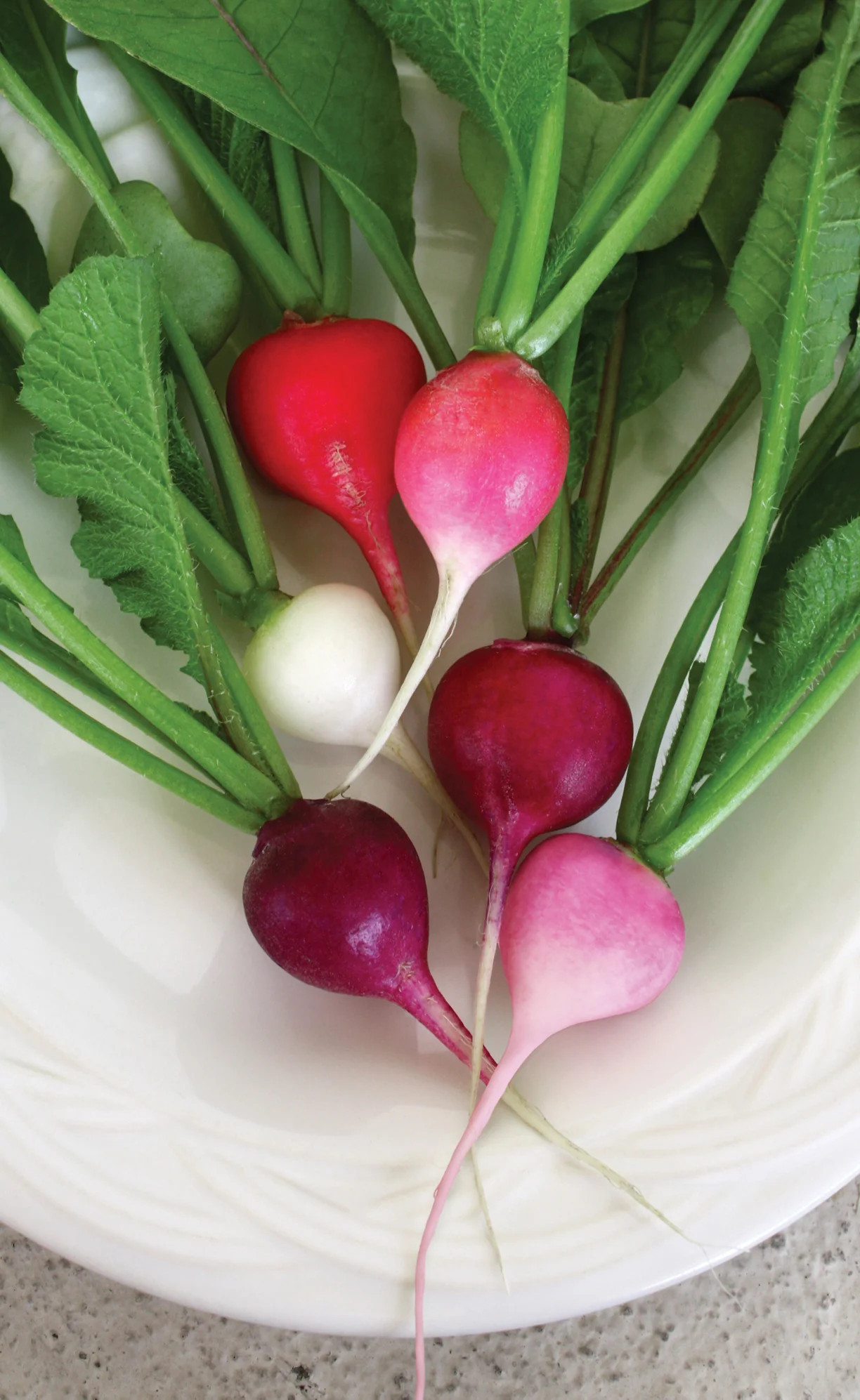 Radish Gourmet Seed Mixture - Image 5