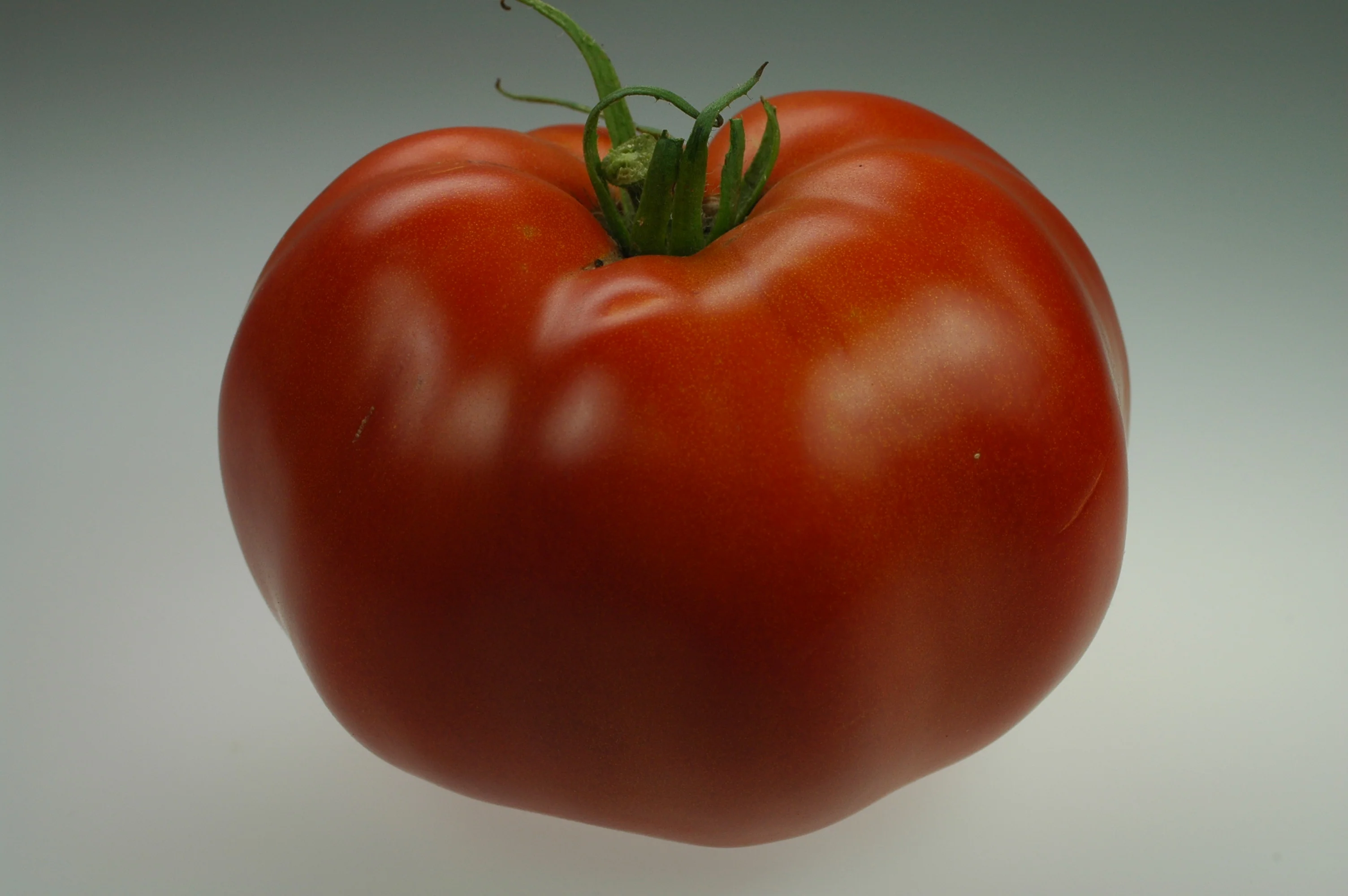 Ramapo F1 Hybrid Tomato Seeds - Image 2