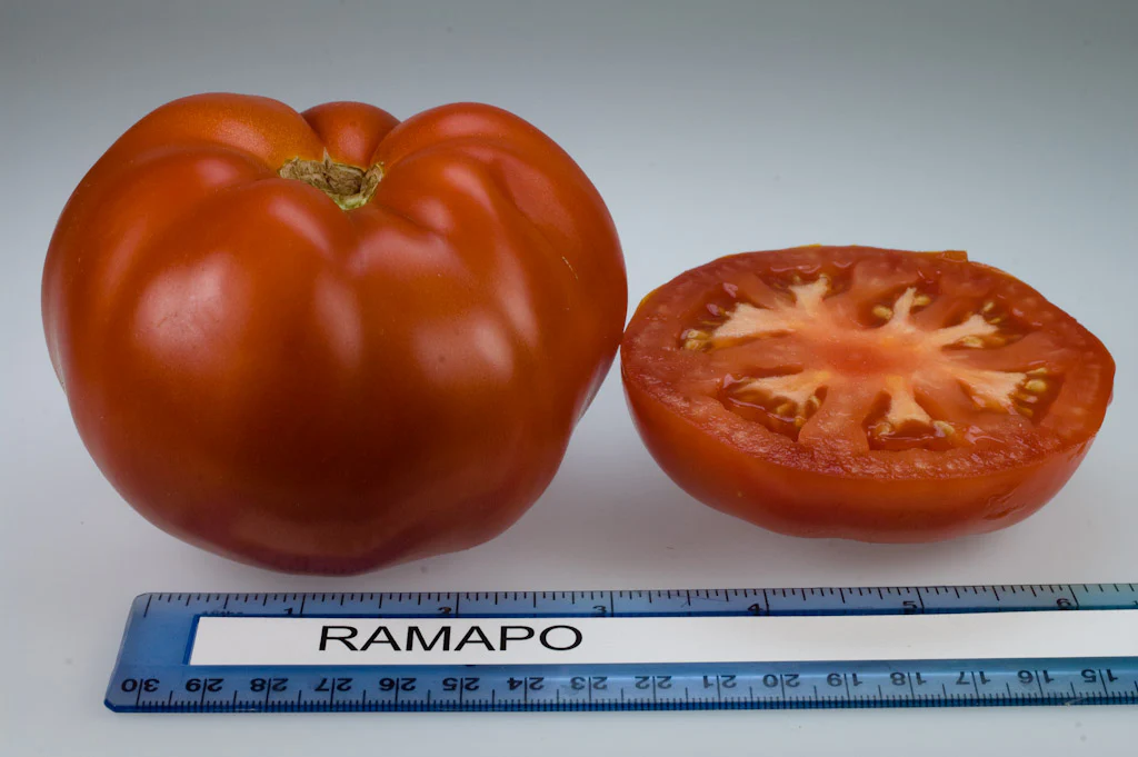 Ramapo F1 Hybrid Tomato Seeds - Image 3
