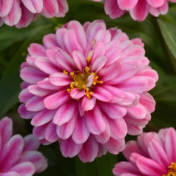 Raspberry Ripple Double Zahara Zinnia Seeds