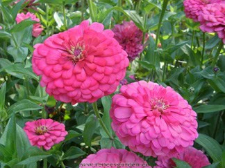 Raspberry Sorbet Zinnias