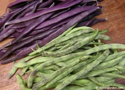 Rattlesnake & Purple Pole Bean