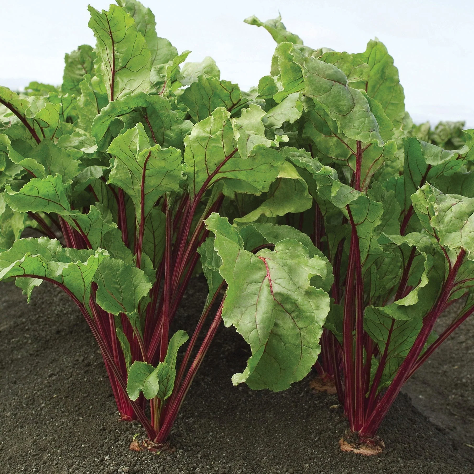 Red Ace Hybrid Beet Seeds - Image 3