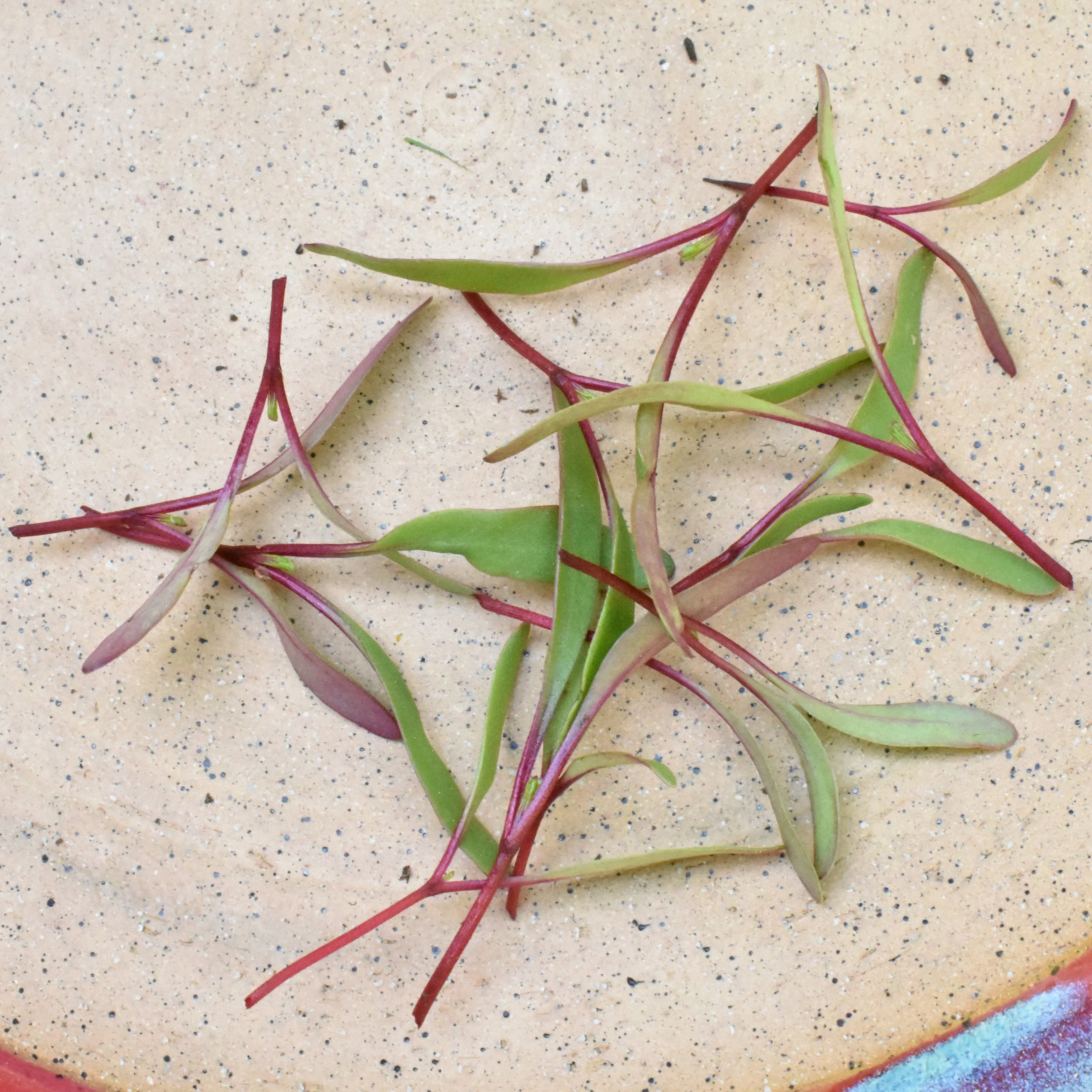 Red Ace Hybrid Beet Seeds - Image 4