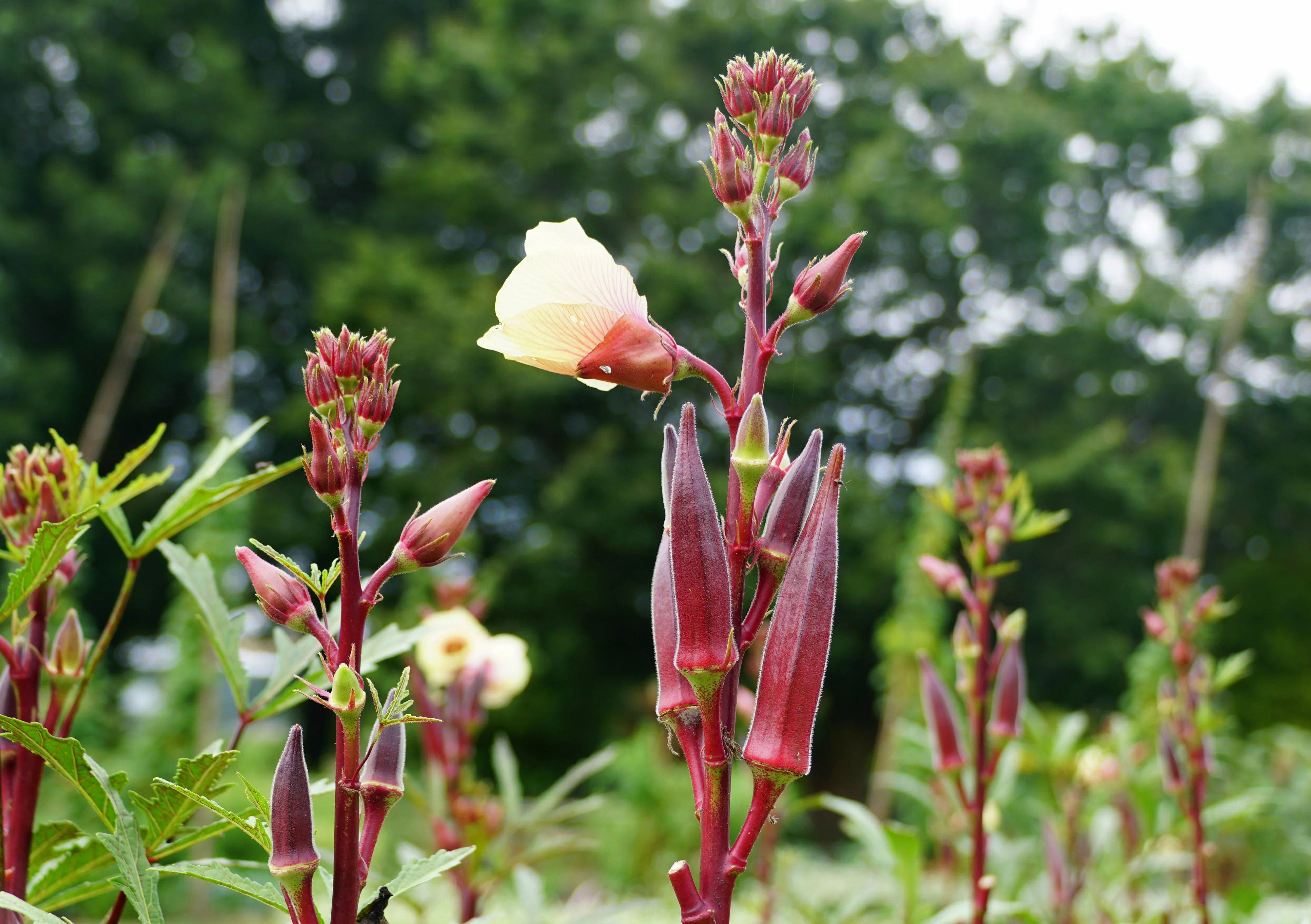 Red Burgundy Okra Seeds