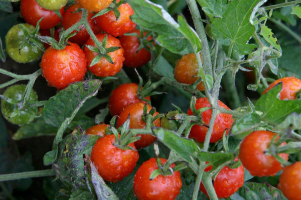 Red Cherry Tomato Seeds