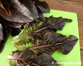 Red Deer Tongue Lettuce