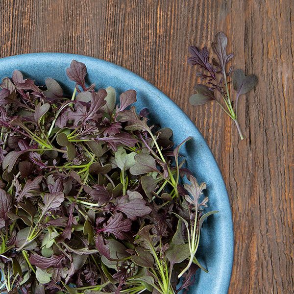 Red Lace Mustard Microgreens