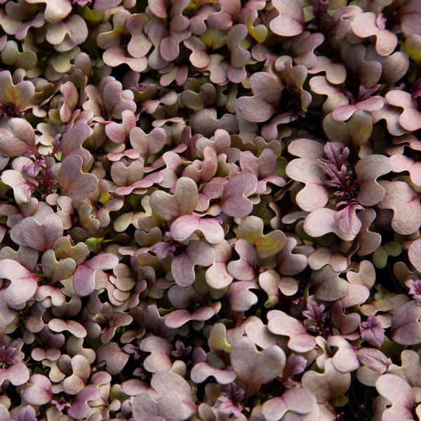 Red Lace Mustard Microgreens - Image 2