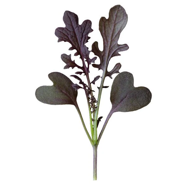 Red Lace Mustard Microgreens - Image 3