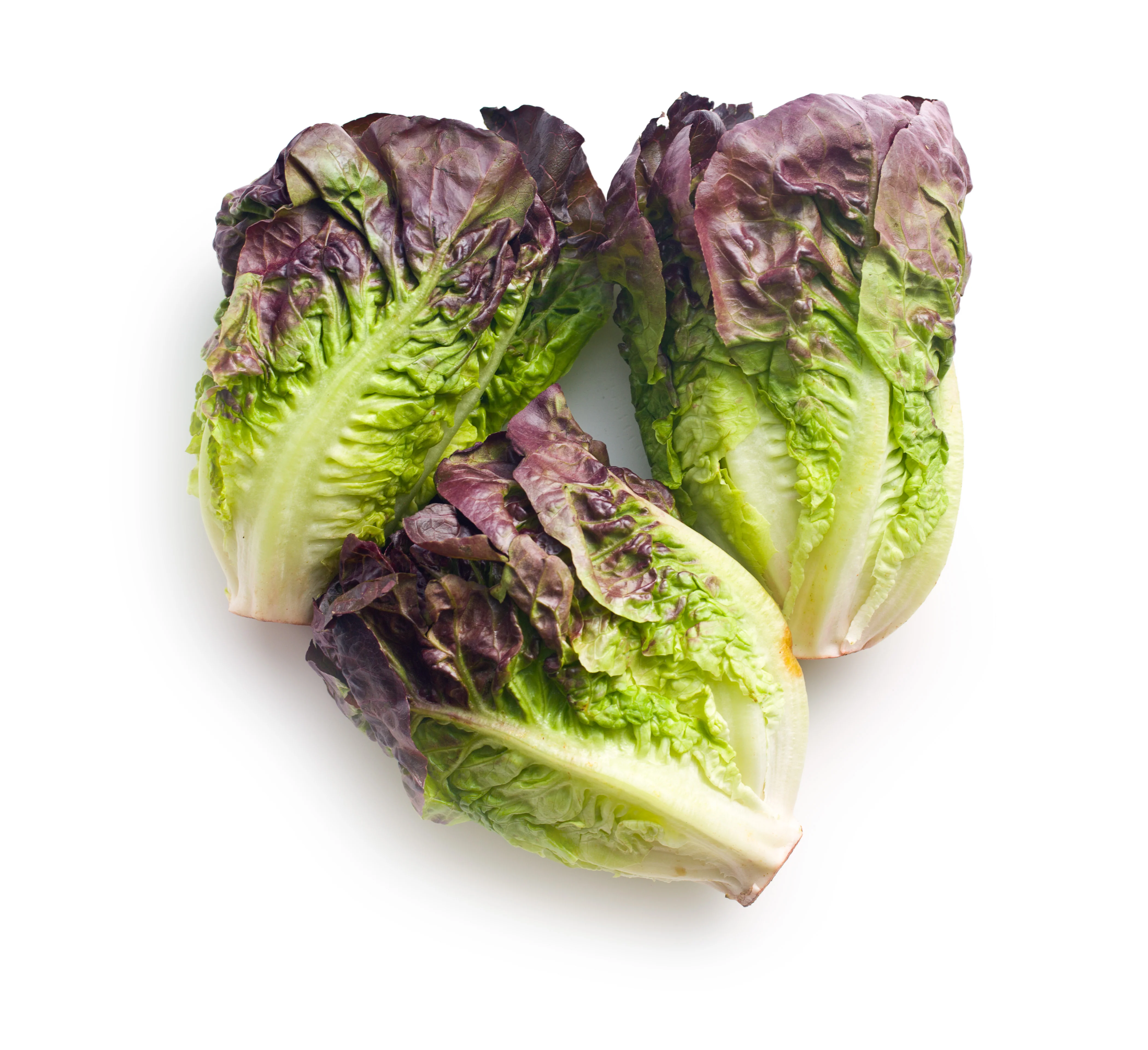 Red Romaine Lettuce Seeds