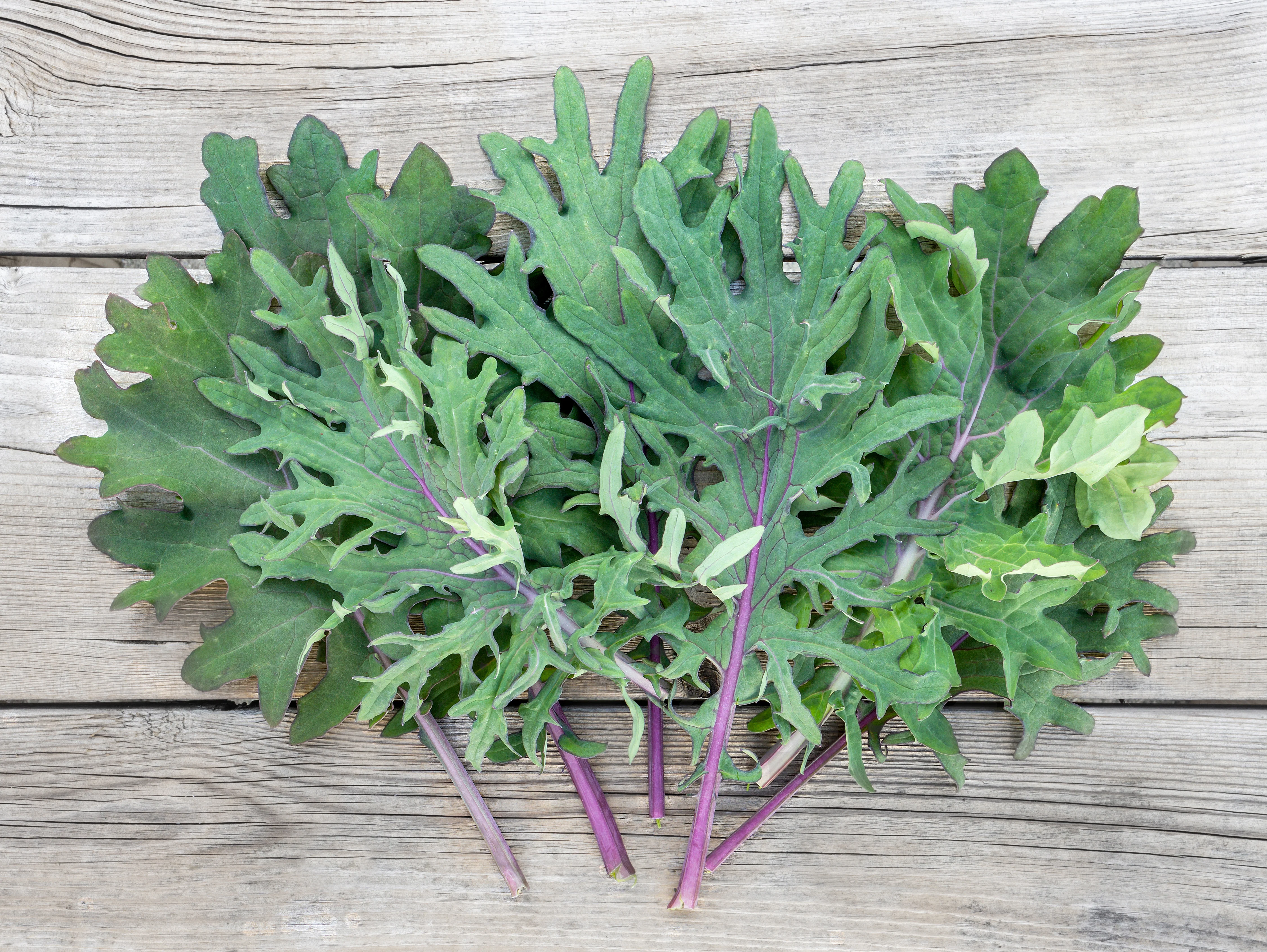 Red Russian Kale Seeds