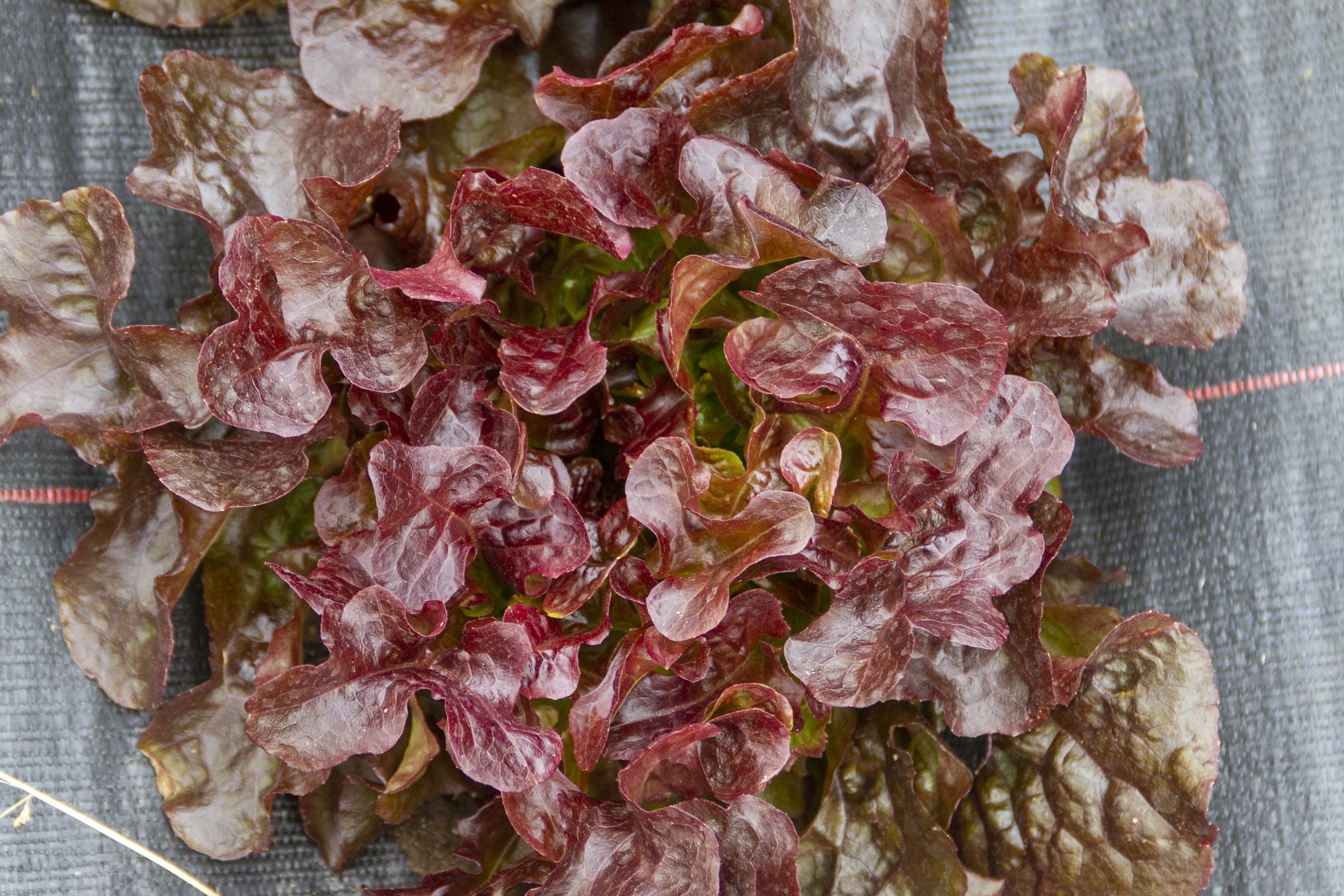 Red Sails Lettuce Seeds