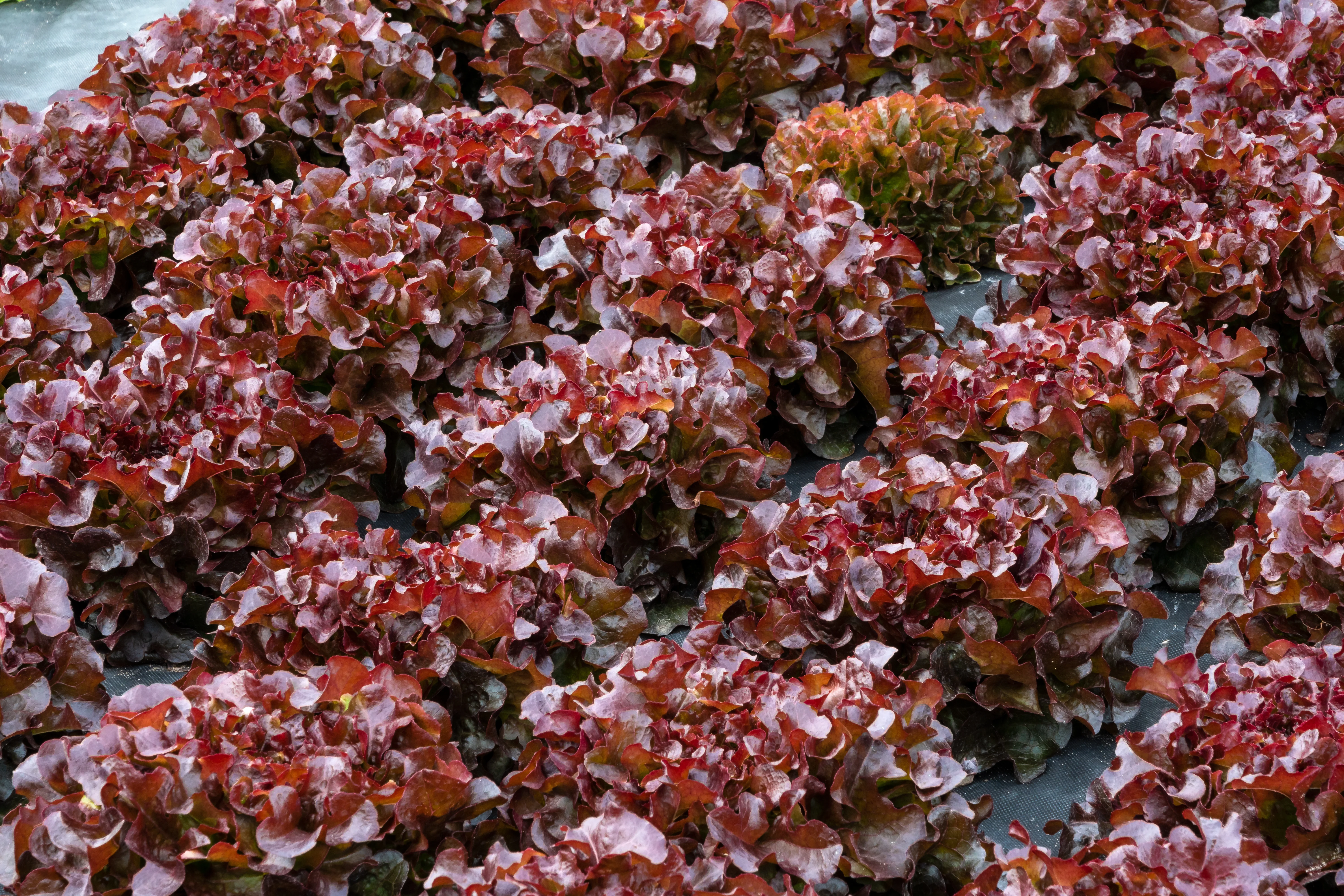 Red Salad Bowl Lettuce Seeds