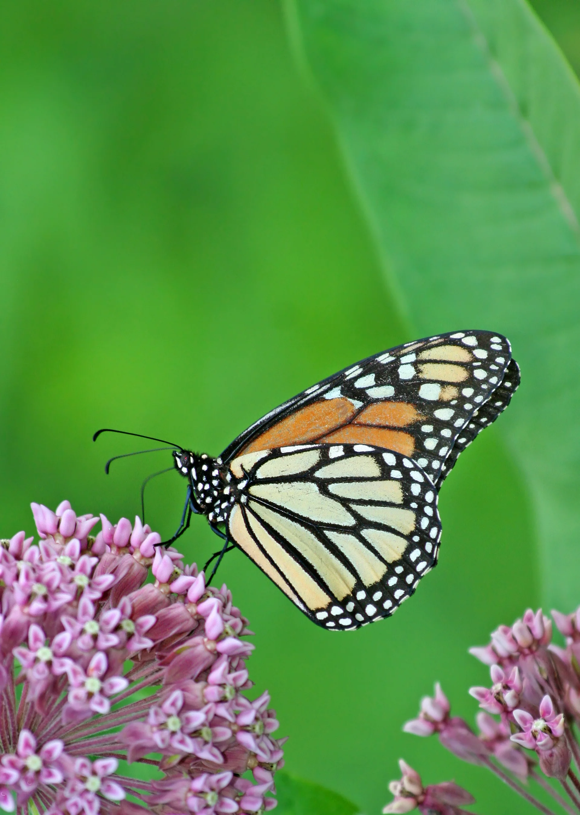 Red (Swamp) Milkweed Seeds