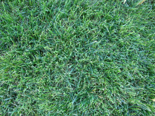 Good Turf Lawn Mix Seed - Image 9