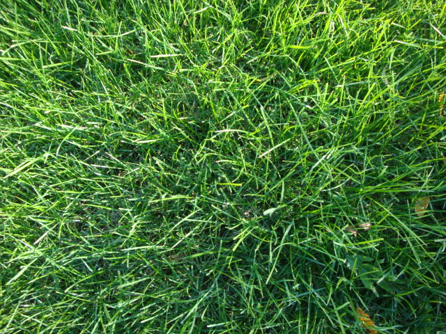 Sport Turf Rye Grass Seed Blend - Image 9