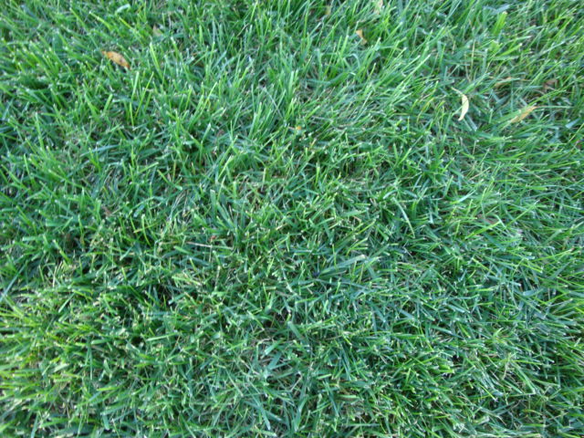 Supersport Grass Seed Mix - Image 9