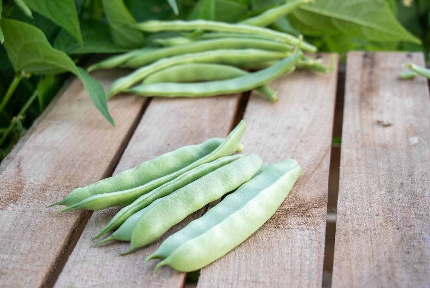 Roma II Bean Seeds