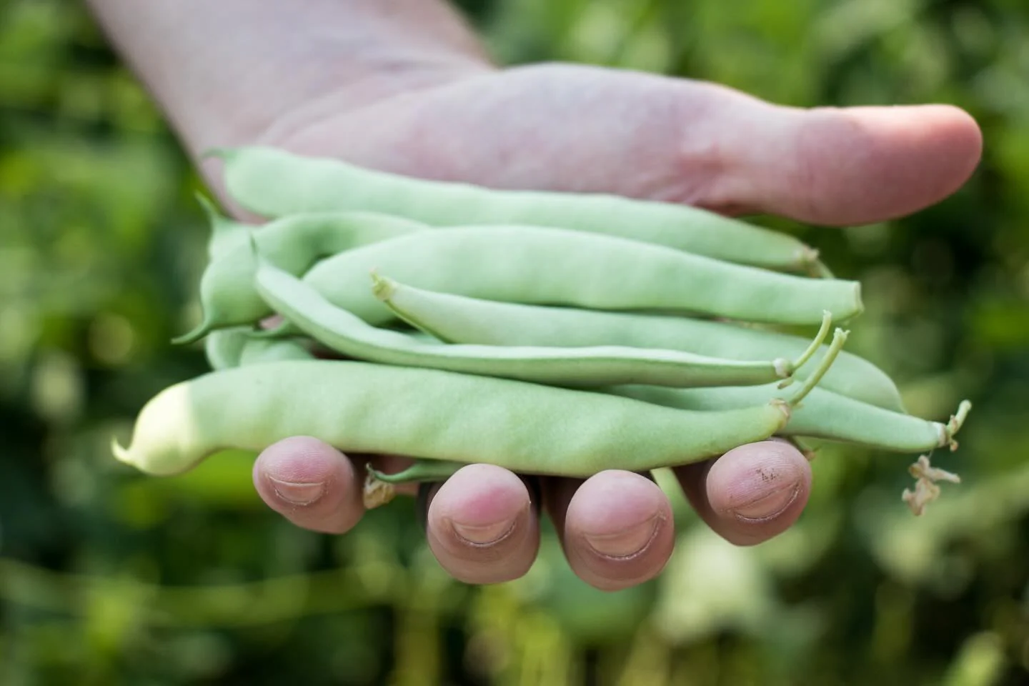 Roma II Bean Seeds - Image 2