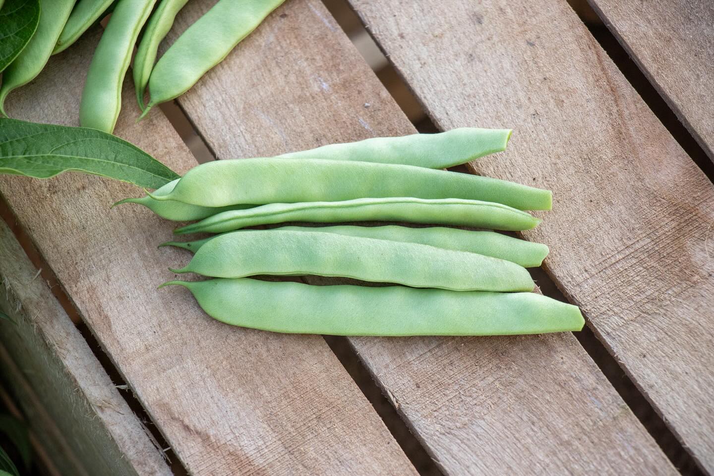 Roma II Bean Seeds - Image 3