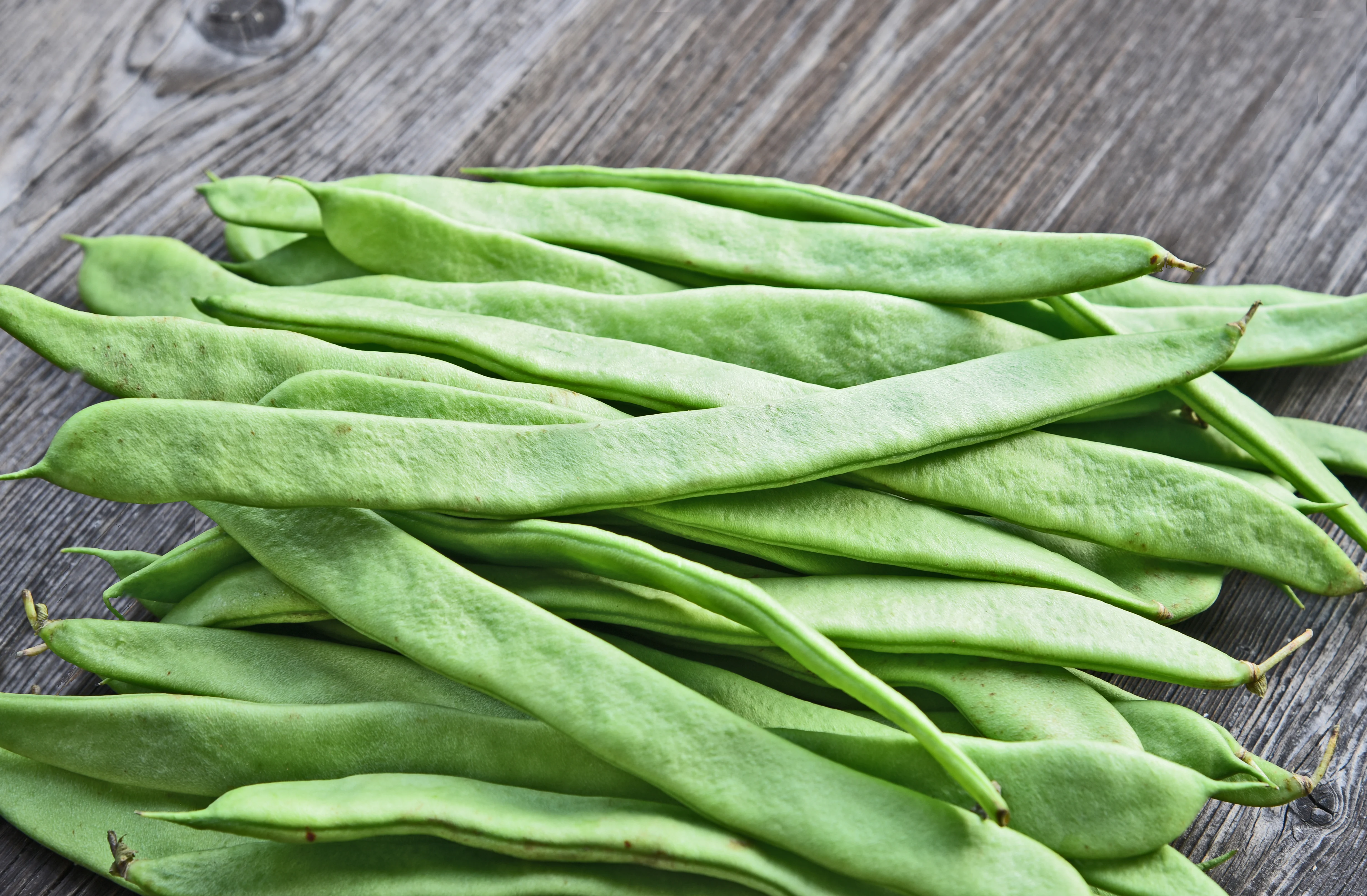 Roma II Bean Seeds - Image 4