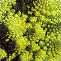 Romanesco Cauliflower