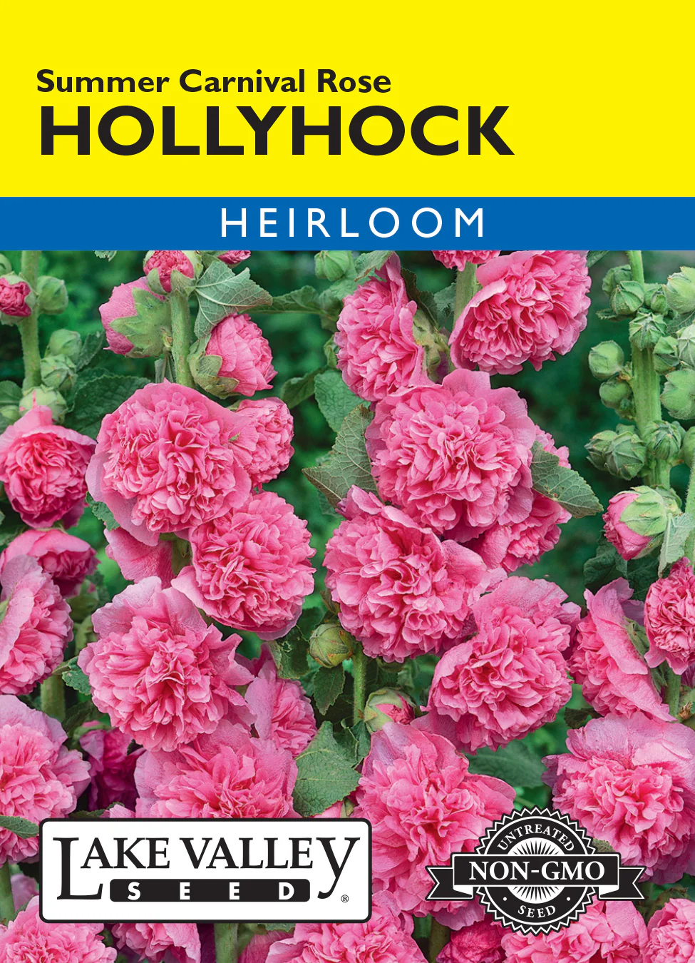 Summer Carnival Rose Hollyhock