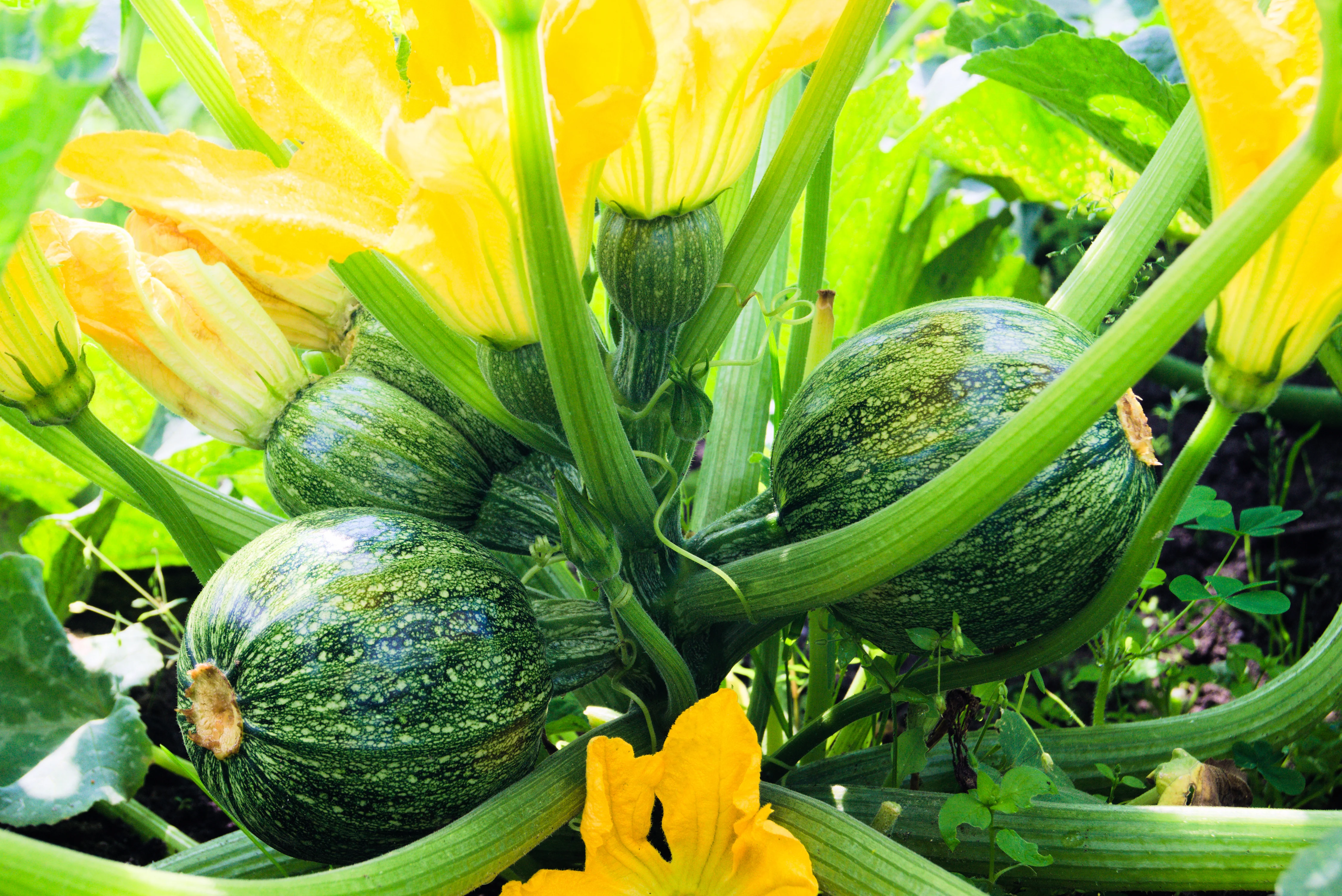 Round Zucchini Squash Seeds