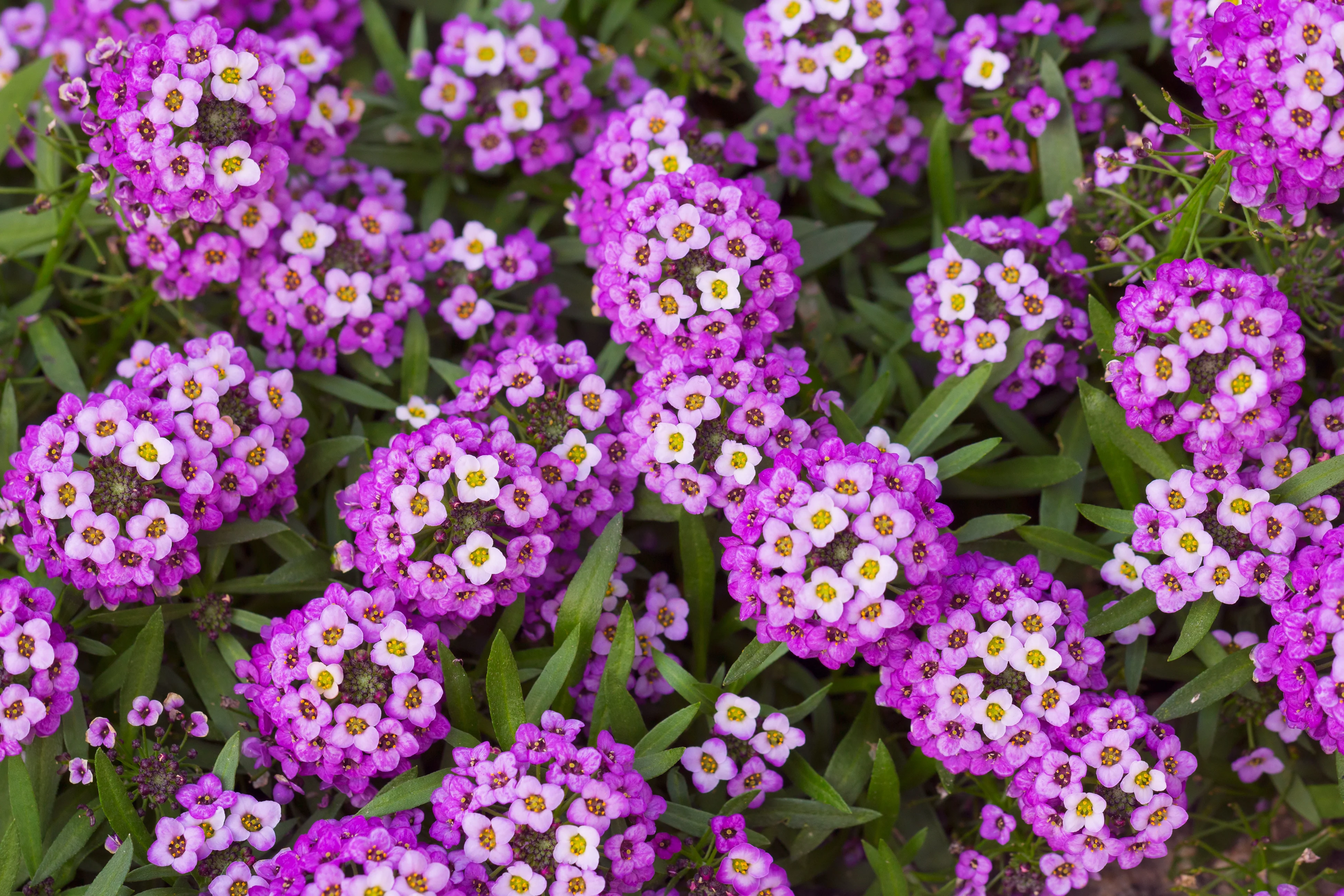 Royal Carpet Alyssum Seeds