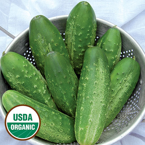 Russian Pickling Cucumber